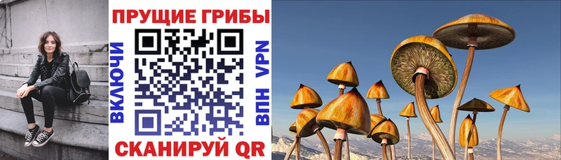 гидра ССЫЛКА  как найти   Королёв  Псилоцибиновые грибы мухоморы 